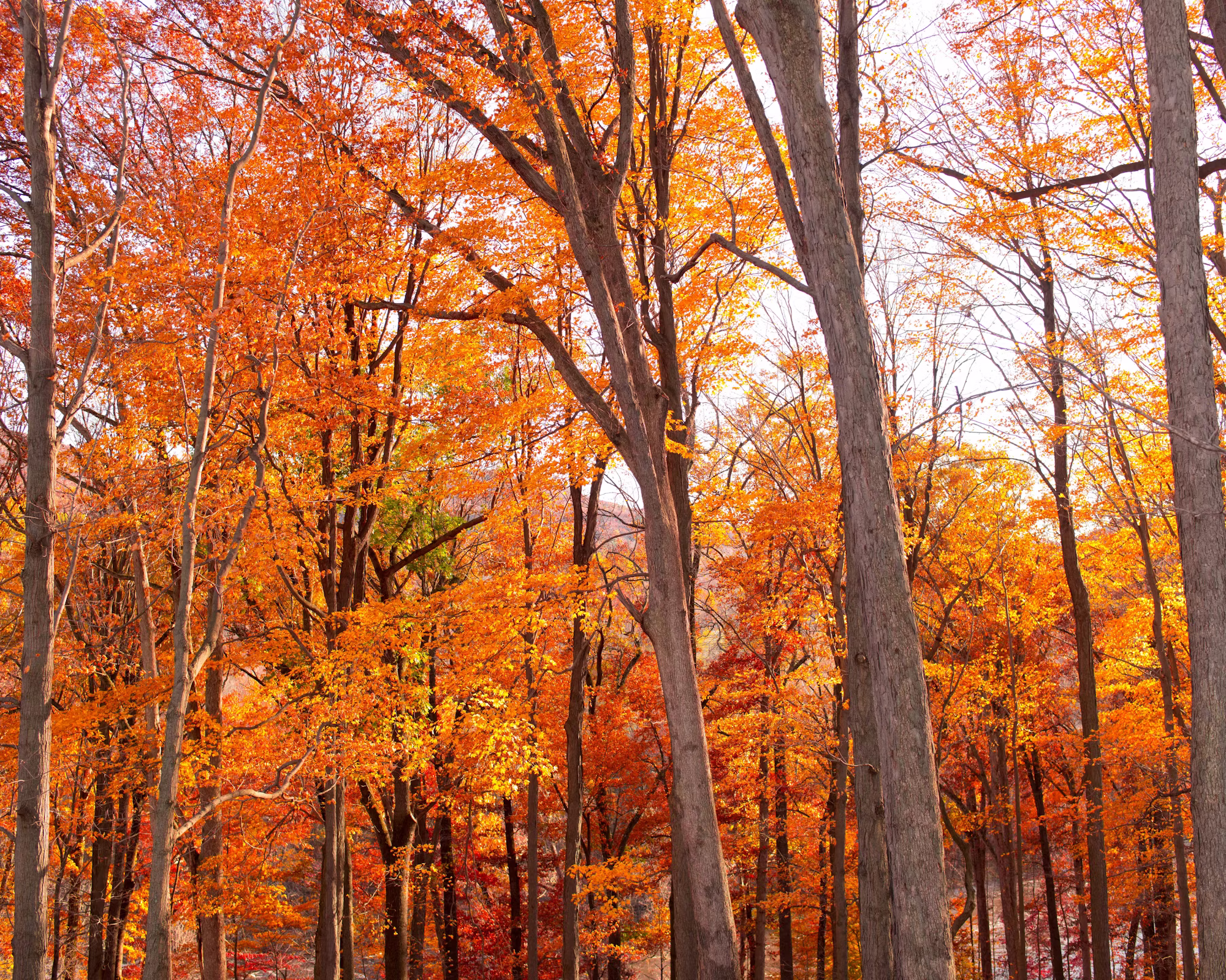 Exploring the Great Outdoors: A Guide to Nature Photography Exploring the Great Outdoors: A Guide to Nature Photography